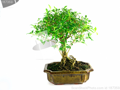 Image of bonsai