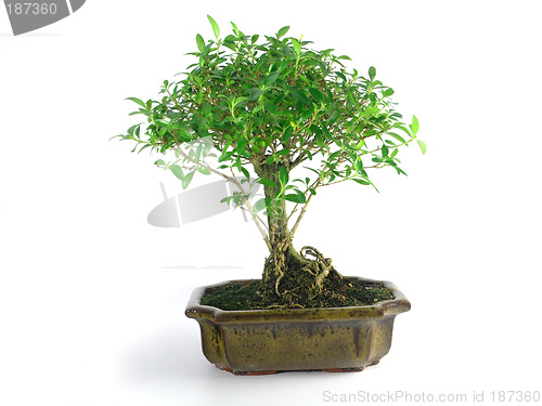 Image of bonsai