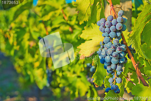 Image of Grapes and vineyard