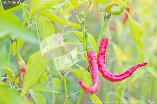 Image of Red hot chili peppers