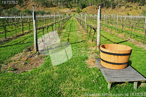 Image of Vineyard