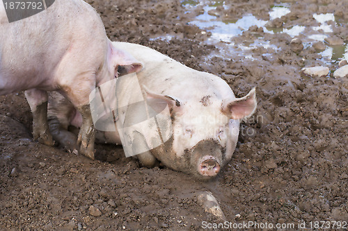 Image of Two pigs sleeping in mud