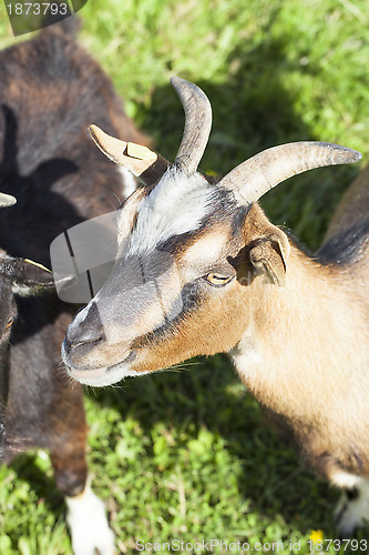 Image of Goats graze on the lawn