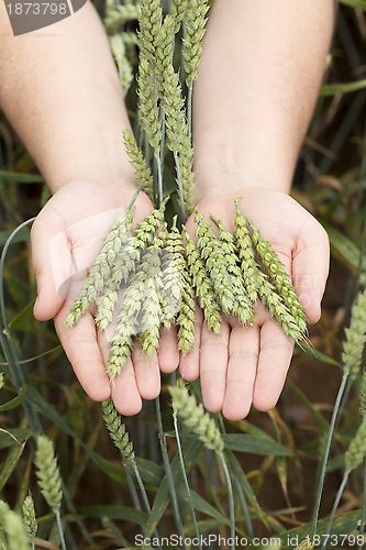 Image of Hands with wheat ears on cereals field