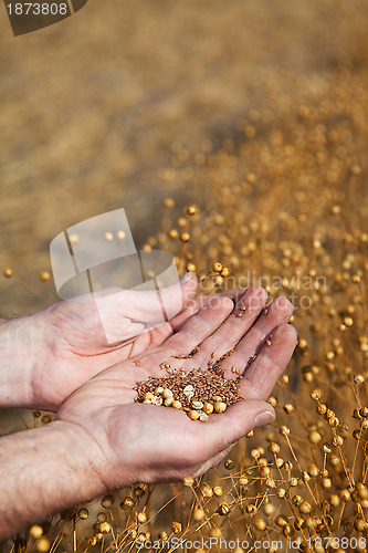 Image of Hands holding flax