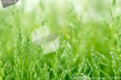 Image of  grass