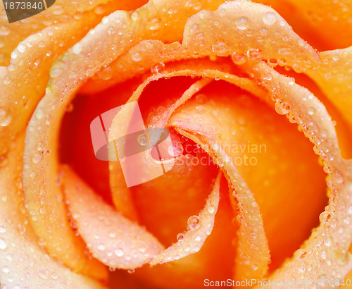 Image of rose