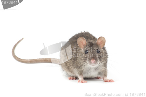 Image of rat 