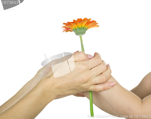 Image of baby hand  holding flower
