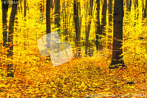 Image of autumn forest  