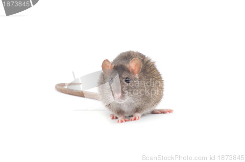 Image of rat 