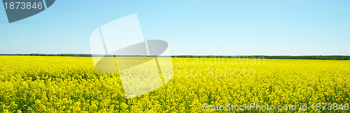 Image of  rape field