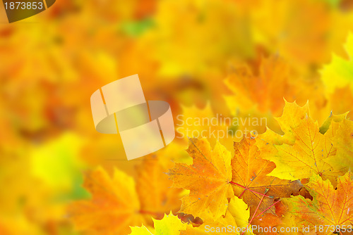 Image of autumn leafs