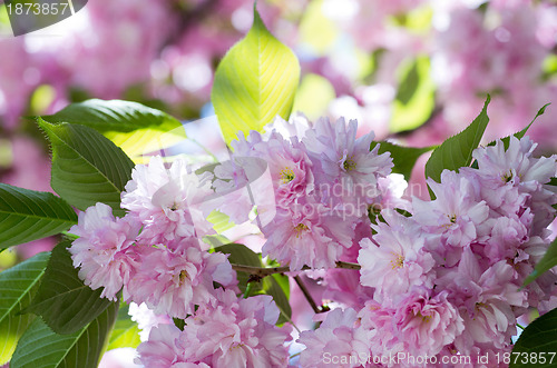 Image of  cherry flower    