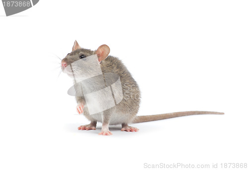 Image of rat 
