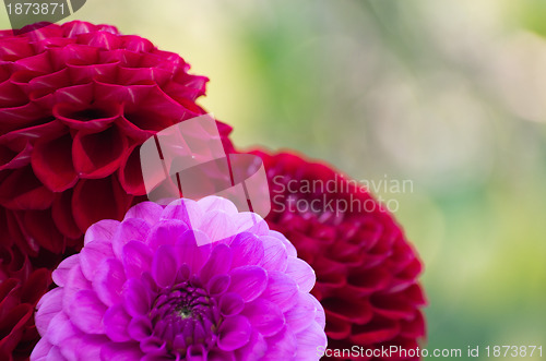 Image of Pink dahlia 