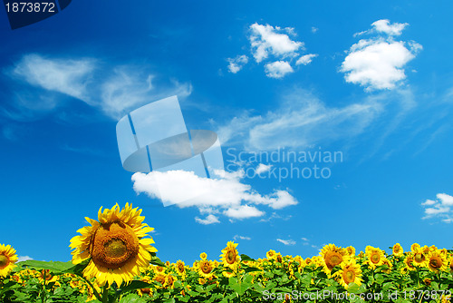 Image of sunflower 