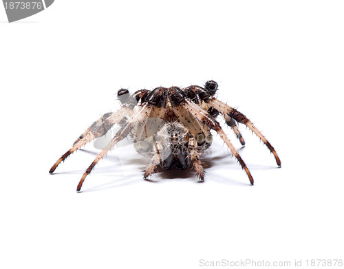 Image of spider 