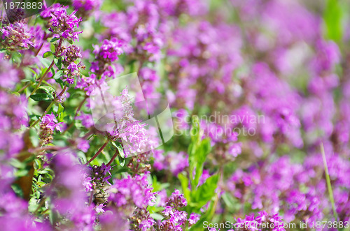 Image of flower on the field