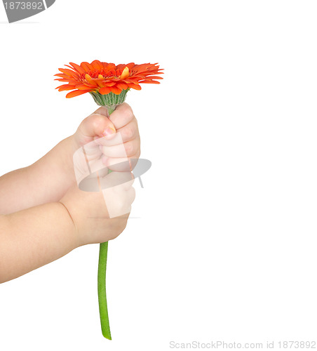 Image of  hand  holding red gerber