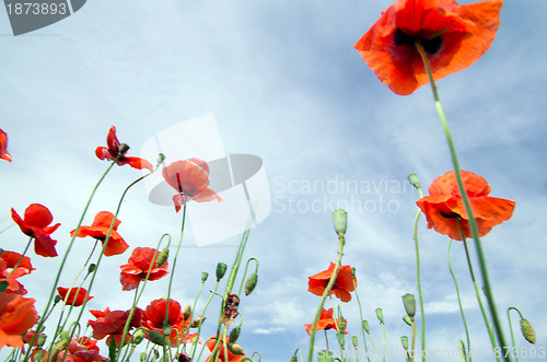 Image of  red poppy