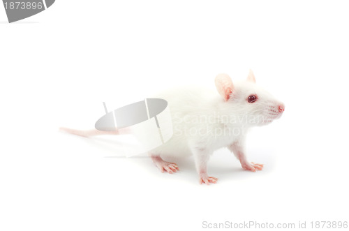 Image of white rat 