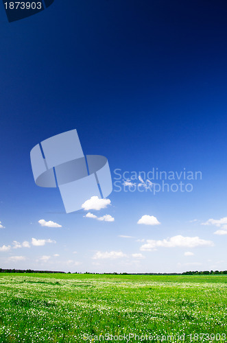 Image of meadow
