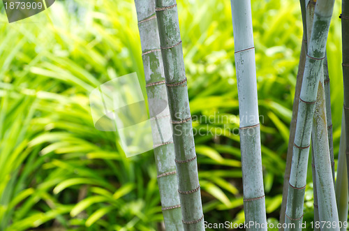 Image of Bamboo 