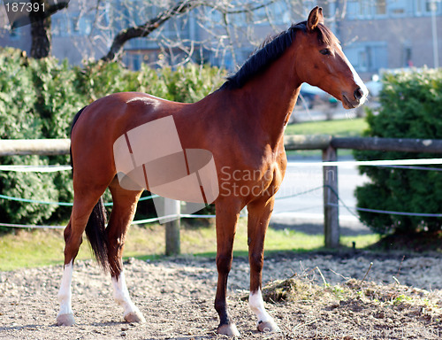 Image of Young brown horse.