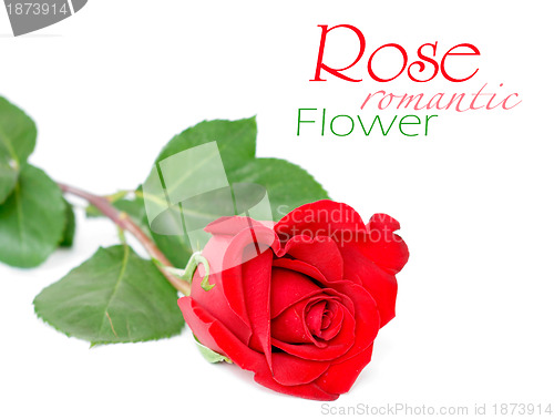 Image of Red rose with leaves isolated on white