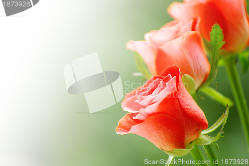 Image of red rose 