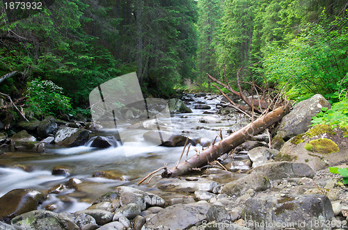Image of  forest