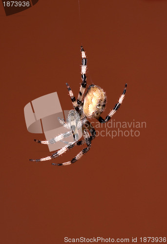 Image of spider 