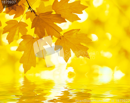 Image of Autumn Background