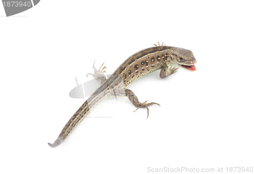 Image of  lizard