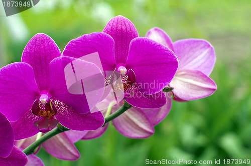 Image of orchid 