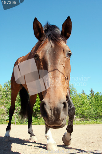 Image of A curious horse.