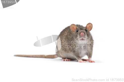 Image of rat