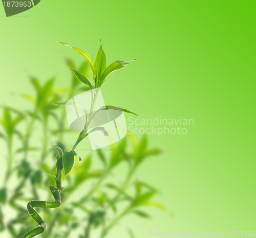 Image of  bamboo 