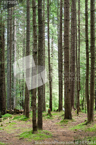 Image of  forest 