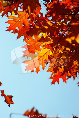 Image of autumn leaves 