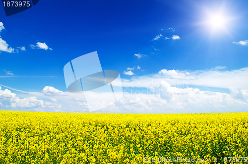Image of Yellow field rapeseed in bloom