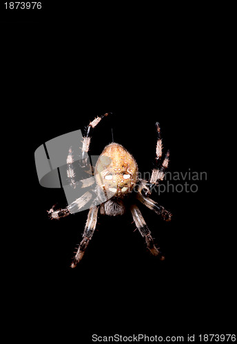 Image of Spider 