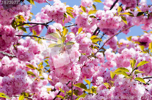 Image of  cherry flower    