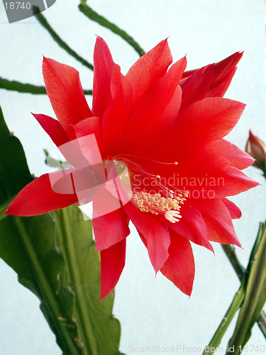 Image of cactus flower