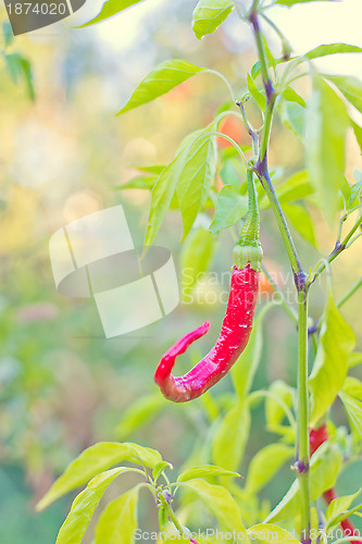 Image of Red hot chili peppers