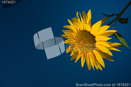 Image of Sunflower and sky