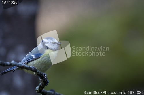 Image of blue tit