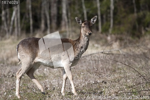 Image of female fallow deer