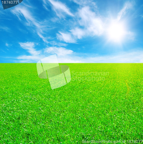 Image of Field of grass and blue sky